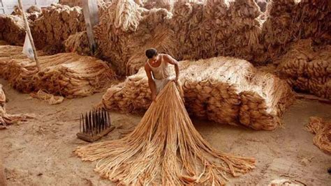  Jute: Um Campeão Sustentável na Fabricação de Biomateriais e Embalagens Resistentes!